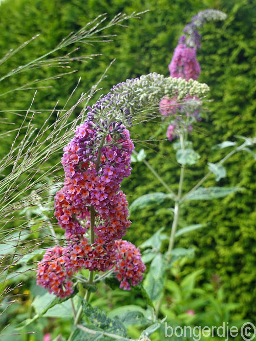 buddleja flowerpower