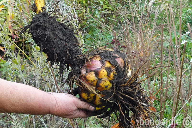  grote bloembol lelie 