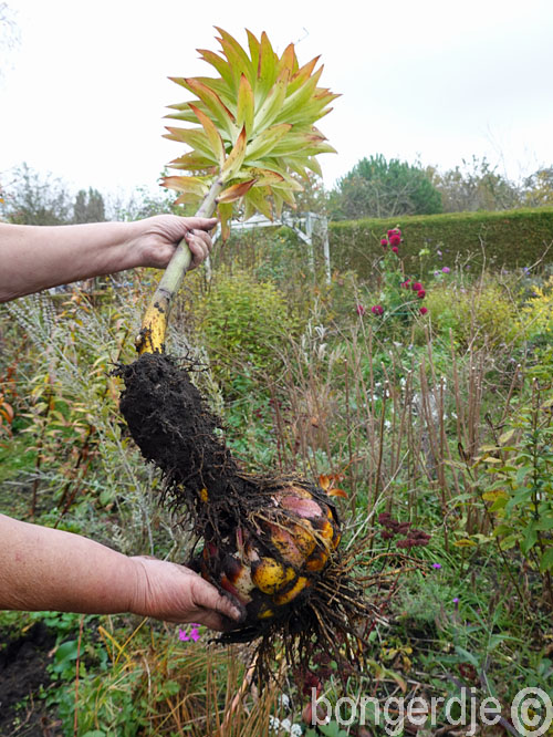  grote bloembol lelie 