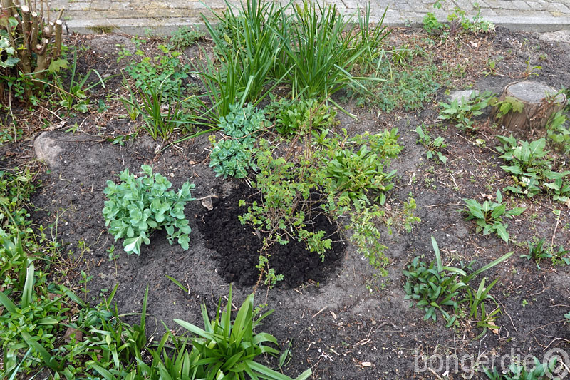  compost bij de rozen strooien 
