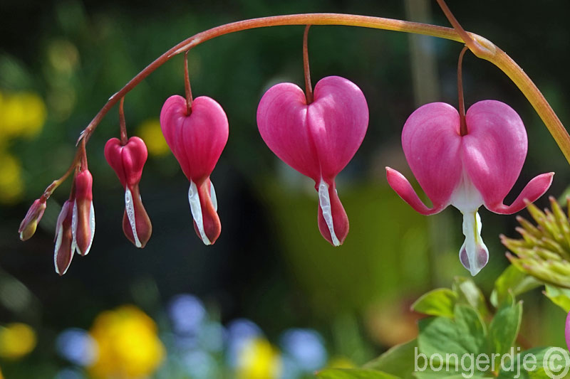   gebroken hartje, Dicentra spectabilis