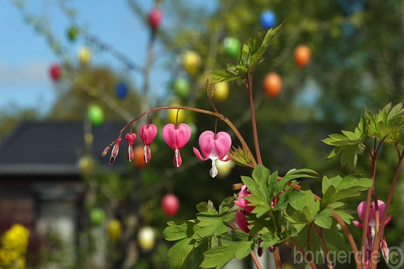   gebroken hartje, Dicentra spectabilis