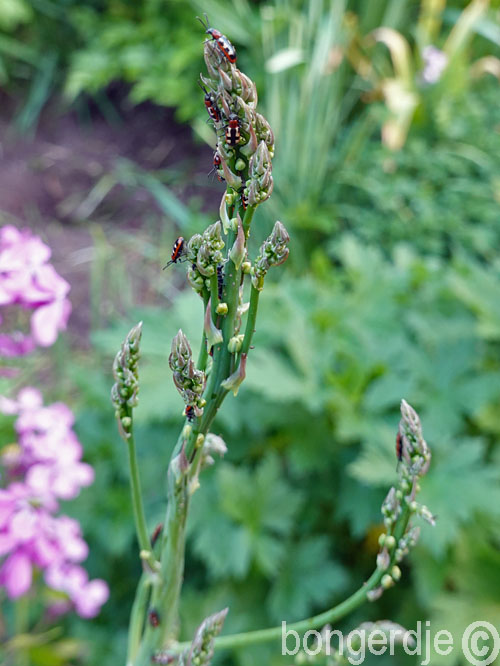   aspergehaantje, Crioceris asparagi