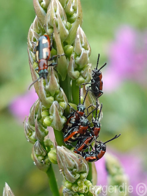   aspergehaantje, Crioceris asparagi