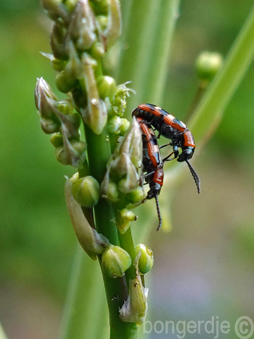   aspergehaantje, Crioceris asparagi