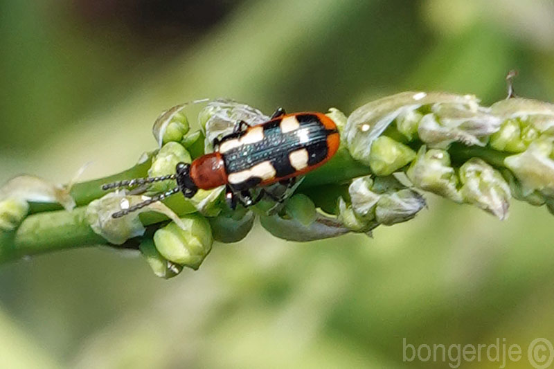   aspergehaantje, Crioceris asparagi
