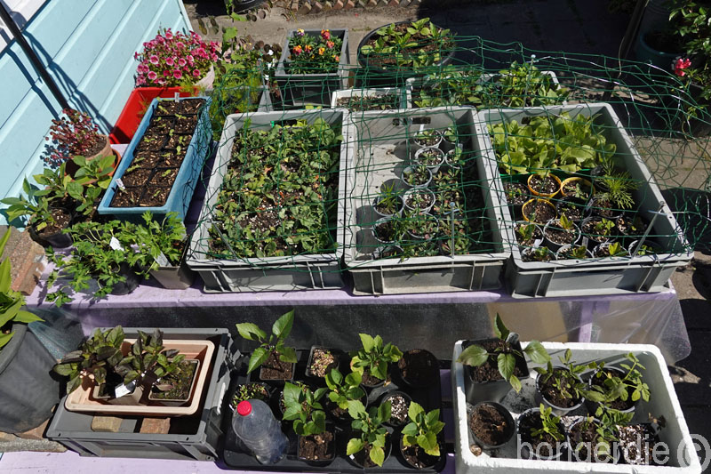   alle plantjes bij elkaar 
