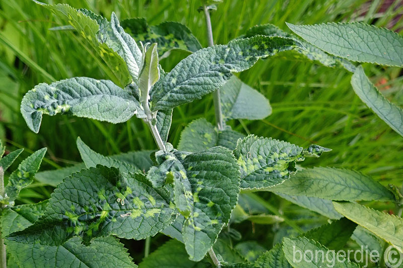   zieke vlinderstruik