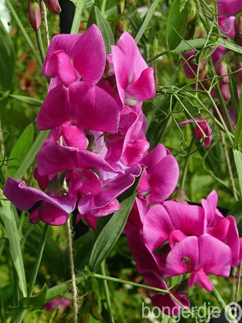   lathyrus oftewel pronkerwt of sweet pea 