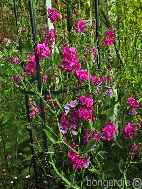   lathyrus oftewel pronkerwt of sweet pea 