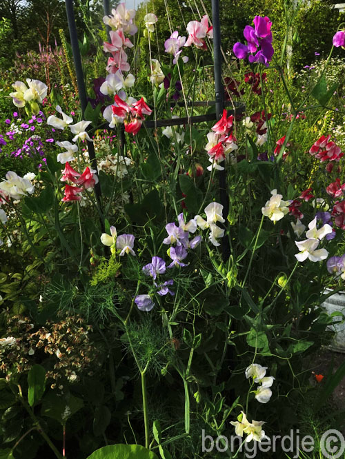   lathyrus oftewel pronkerwt of sweet pea 