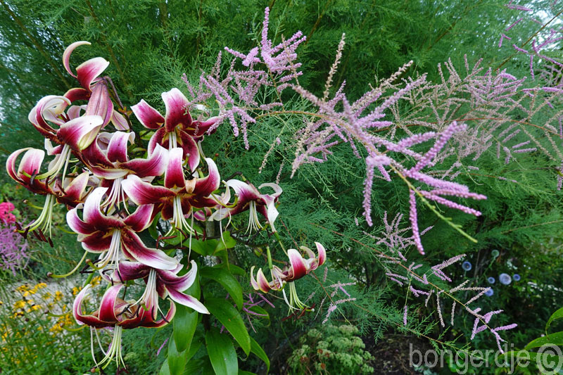 piek van de tuin bloei 