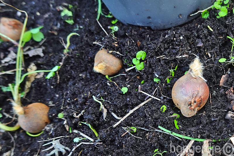   kar beplant voor komende lente 