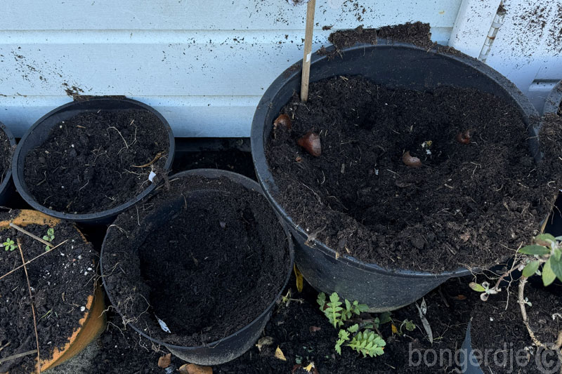   bloembollen in pot worden opgegraven en opgepeuzeld door knaagdieren 