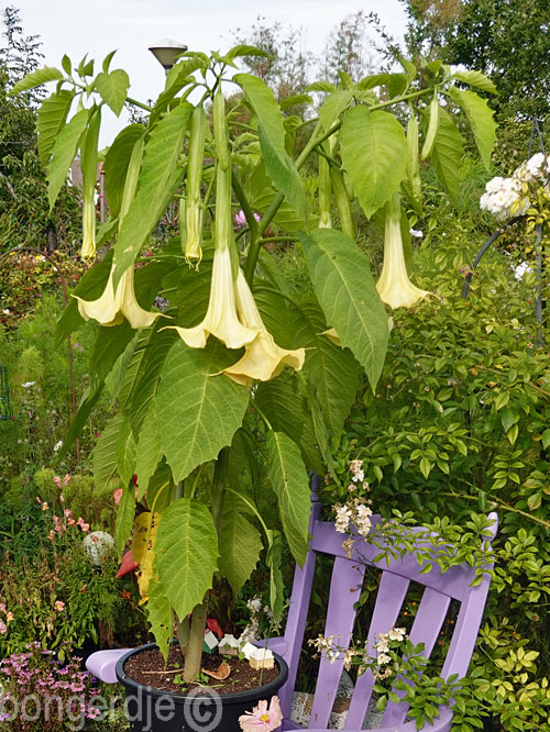  laatbloeiende brugmansia 
