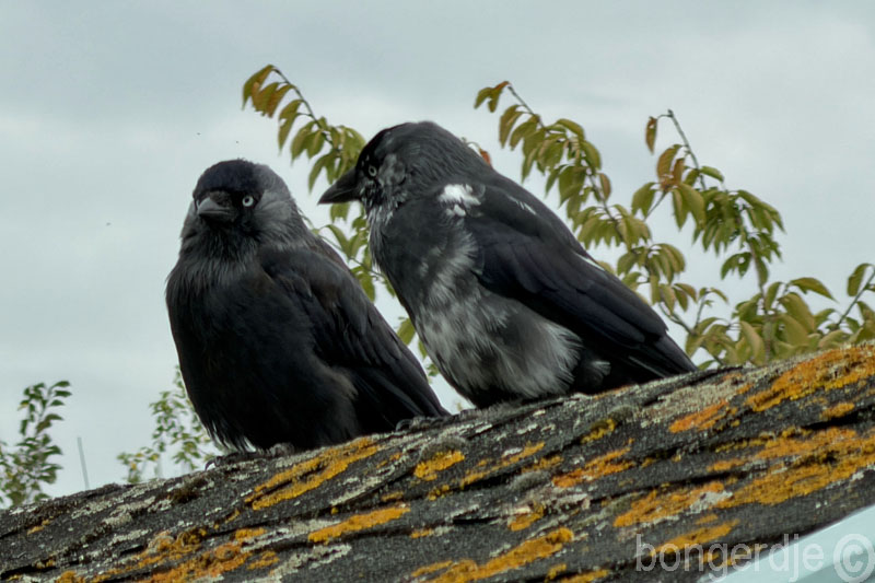 Blacky met zijn vriendin 