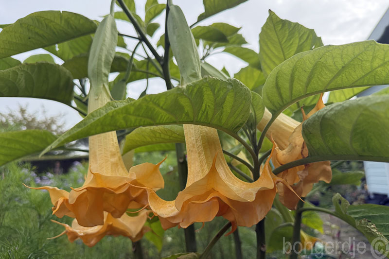  laatbloeiende Brugmansia of Engelentrompet,  dubbele trompet 