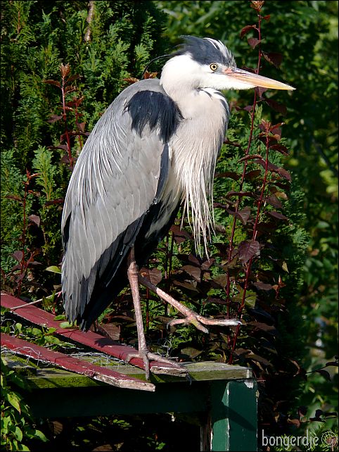 reiger