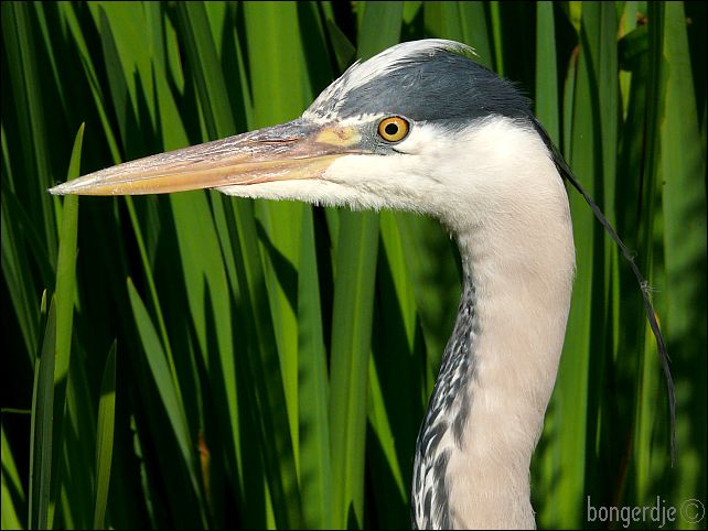 reiger