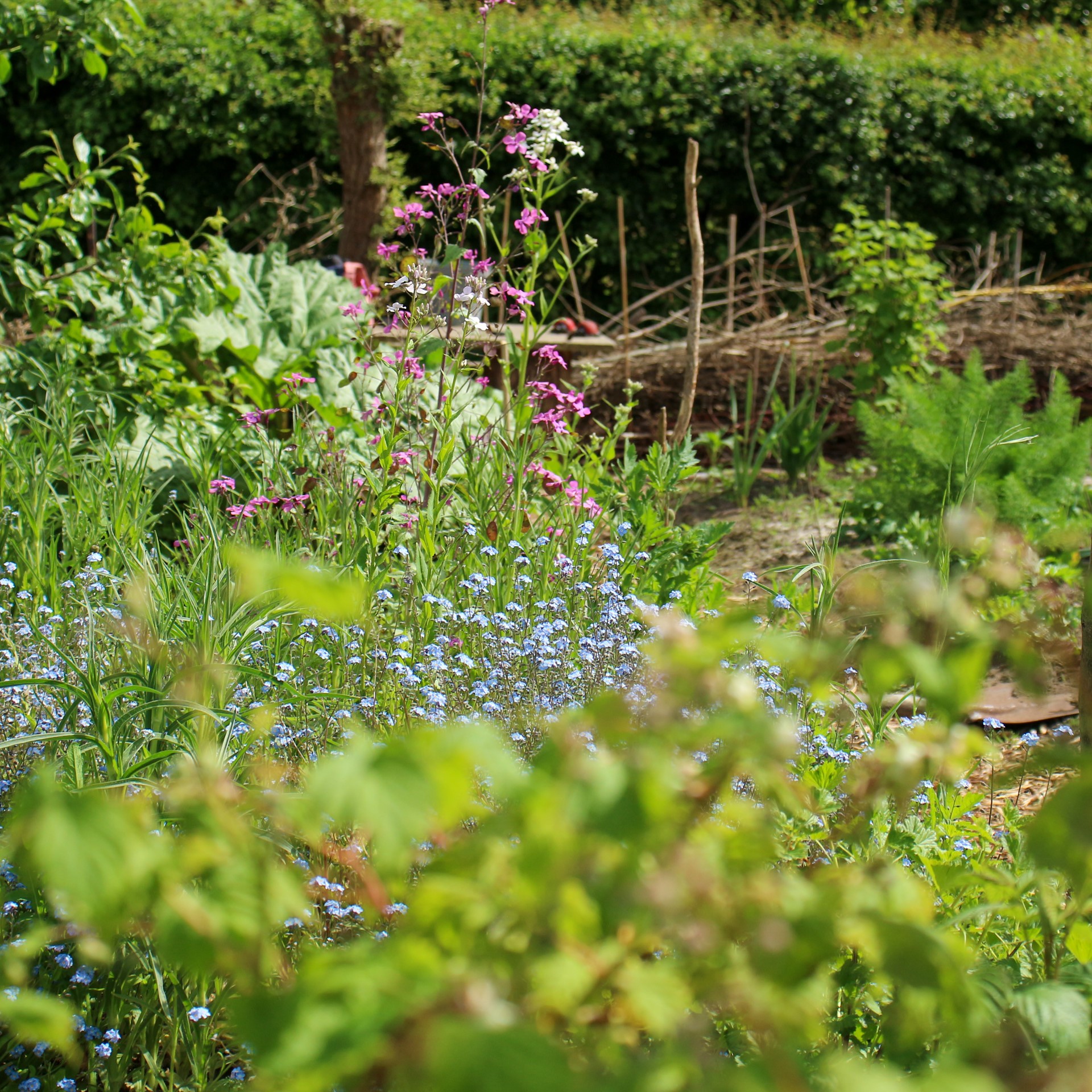 FroukjeStiekema - biodiverse tuin.JPEG