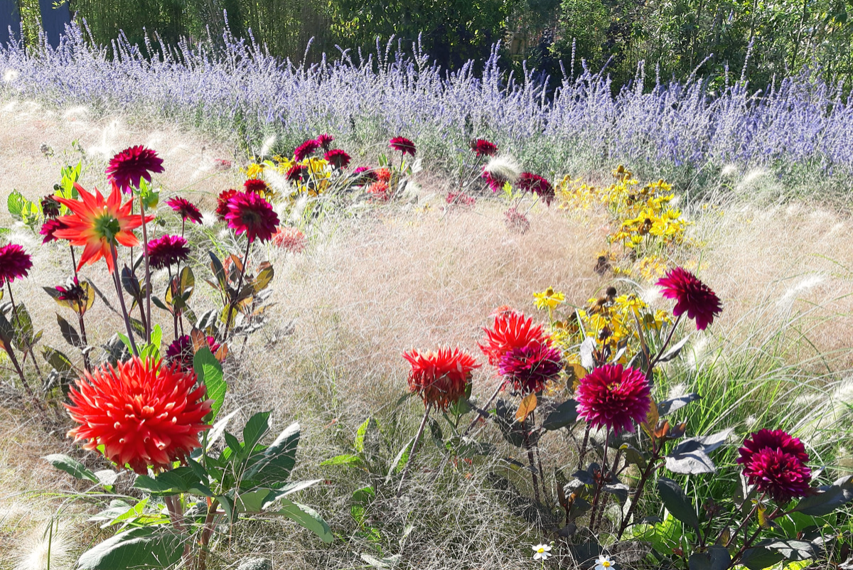 Mieke Bakker - Dahlia's op Floriade - fotowedstrijd herfst 2022 