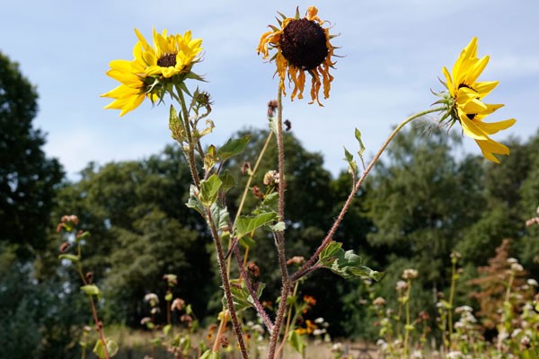 Zonnebloem-schooltuin-2-klein-LannyvdHeijden.jpg